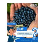 MORTIÑO FRESCO PARA COLADA MORADA