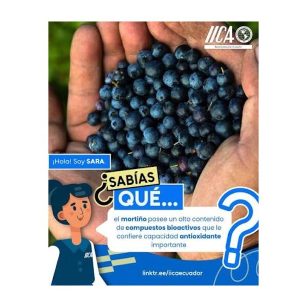 MORTIÑO FRESCO PARA COLADA MORADA